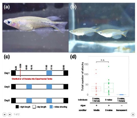 Ikan medaka jantan dengan corak tubuh hitam lebih agresif terhadap ikan lainnya. Foto: Dok. BioRxiv