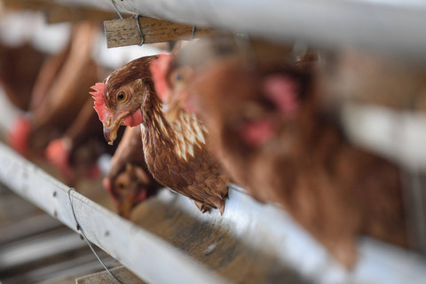 Sejumlah ayam petelur di peternakan ayam di Desa Kuwonharjo, Kabupaten Magetan, Jawa Timur, Jumat (19/1/2024) Foto: ANTARA FOTO/M Risyal Hidayat