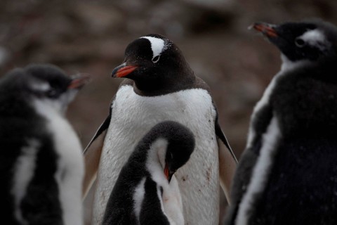 Sekelompok penguin gentoo berjalan di sepanjang Quentin Point, Pulau Anvers, Antartika, 4 Februari 2020. Foto: Ueslei Marcelino/REUTERS