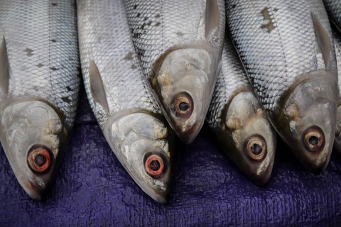 Aktivitas penjualan ikan bandeng jelang Imlek di kawasan Rawa Belong, Jakarta Barat, Tabu (7/2/2024). Foto: Jamal Ramadhan/kumparan