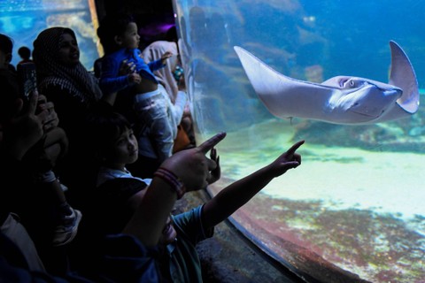Wisatawan mengamati ikan di Sea World Ancol, Jakarta, Jakarta, Kamis (8/2/2024). Foto: Muhammad Adimaja/ANTARA FOTO