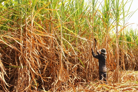 Ilustrasi kebun tebu. Foto: Shutterstock