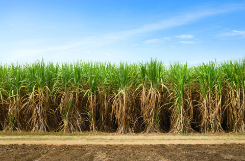 Ilustrasi kebun tebu. Foto: Shutterstock