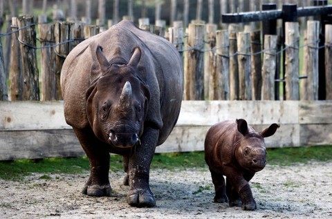 Sonai, bayi badak India berusia dua bulan, dan ibunya Sundara terlihat di kandang taman hewan Branfere di Le Guerno, Brittany, Prancis. Foto: Stephane Mahe/REUTERS