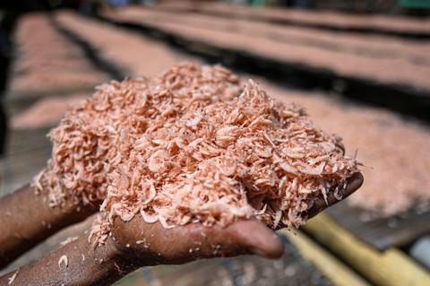 Udang rebon, salah satu hasil laut Cirebon yang terkenal. Foto: Erlangga Bregas Prakoso/Antara Foto