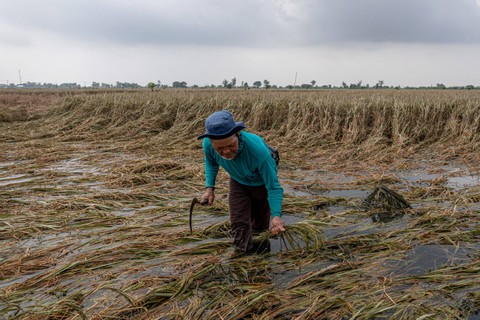 Seorang petani memeriksa tanaman padi di lahan persawahan miliknya setelah terendam banjir lebih dari sepuluh hari di Desa Cangkring B Kecamatan Karanganyar, Kabupaten Demak, Jawa Tengah, Jumat (23/2/2024). Foto: Aji Styawan/ANTARA FOTO