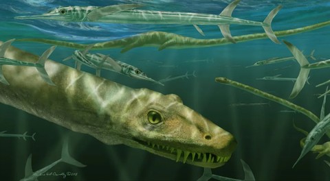 Ilustrasi Dinocephalosaurus orientalis berenang bersama beberapa ikan prasejarah yang dikenal sebagai Saurichthys.  Foto: Marlene Donelly