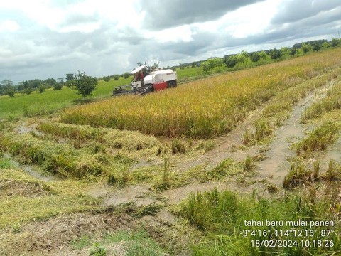 Panen raya padi di Food Estate Pulang Pisau. Foto: Kementan