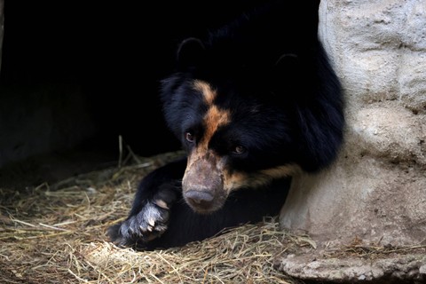 Tupak, seekor beruang Andes berada di kandang di Kebun Binatang Quito, Quito, Ekuador. Foto: Karen Toro/REUTERS