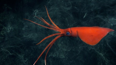 Cumi-cumi whiplash yang jarang terlihat (Mastigoteuthis), di kedalaman 1.105 meter, Nazca Ridge.  Foto: ROV SuBastian/Schmidt Ocean Institute