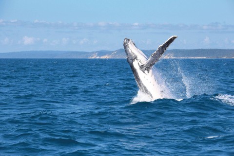 Paus bungkung yang bisa dilihat dari dekat di sekitar Great Barrier Reef, Queensland. Foto: Dok. Tourism and Events Queensland