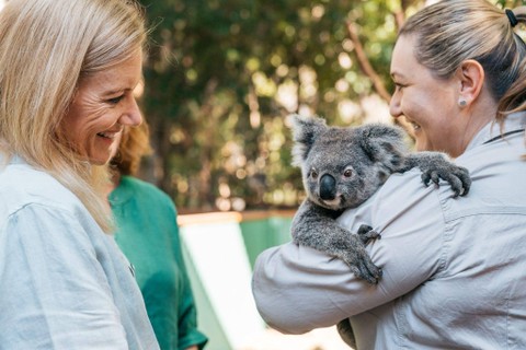 Koala di Queensland. Foto: Dok. Tourism and Events Queensland