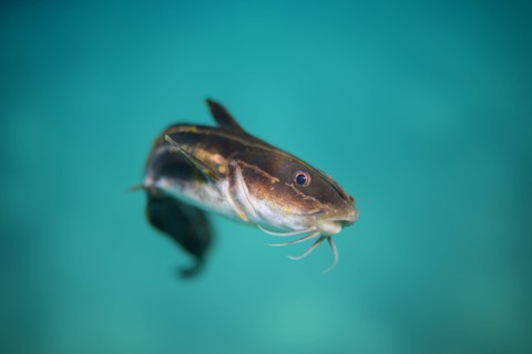 Ilustrasi Apa Fungsi Dua Pasang Sungut Pendek pada Mulut Ikan Patin. Sumber: Unsplash/Will Turner