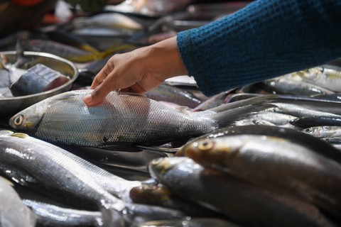 Pembeli memilih ikan segar yang dijual di Pasar Malaka, Jakarta Utara, Senin (11/3/2024). Foto: M Risyal Hidayat/Antara Foto 