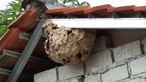 Ilustrasi sarang tawon di atap rumah warga. Foto: Pemkab Purwakarta