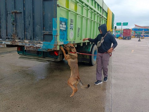 Anjing K-9 melacak peredaran narkoba di Pelabuhan Bakauheni, Lampung. Foto: Polri