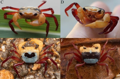 Spesies baru kepiting tiga warna ditemukan di Gunung Kelam, Kalimantan Barat.  Foto: BRIN/Noplentinus