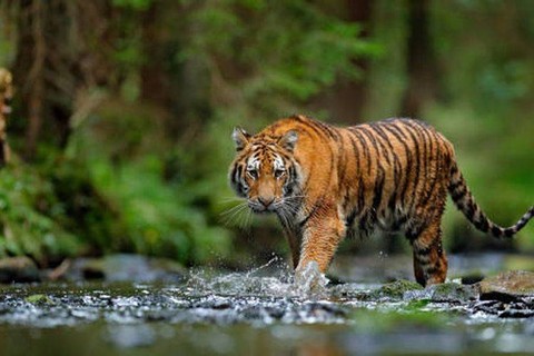 Ilustrasi harimau. Foto: iStockphoto/Ondrej Prosicky