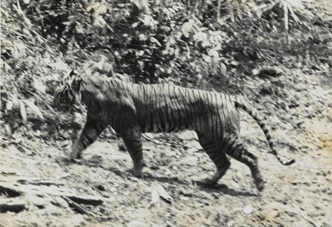 Dokumentasi seekor harimau jawa di Taman Nasional Ujung Kulon pada 1938 sebelum punah. Foto: Wikipedia/Andries Hoogerwerf
