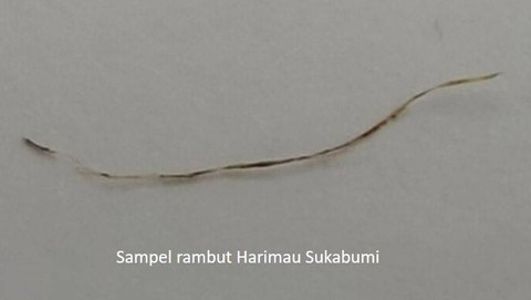 Helai rambut diduga milik harimau jawa ditemukan di Sukabumi Selatan.  Foto: Dok. BRIN