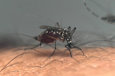 Nyamuk Aedes aegypti menghisap darah seseorang di laboratorium Pusat Studi Parasitologi dan Vektor (CEPAVE) lembaga penelitian ilmiah nasional CONICET, di La Plata, Provinsi Buenos Aires, Argentina, Selasa (26/3/2024). Foto: Luis Robayo/AFP