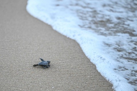 Penyu Olive Ridley yang... </div>
<div class=