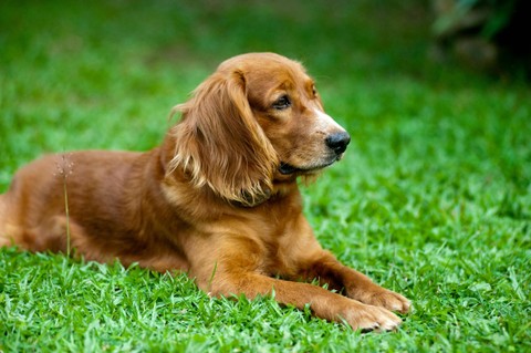 Ilustrasi untuk hukum memelihara anjing. Sumber: pexels.com/pixabay
