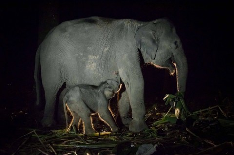 Seekor bayi Gajah Sumatera bersama induknya di Balai Konservasi Gajah Sebanga, Bengkalis, Provinsi Riau. Foto: Wahyudi / AFP