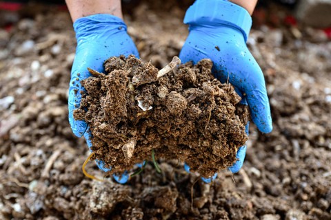 Anggota Perusahaan Pengelolaan Sampah Padat dan Kebersihan Masyarakat Pahang yang memamerkan pupuk organik yang diproses dengan mesin pengomposan di Kuantan, negara bagian Pahang, Malaysia (3/4/2024) Foto: Mohd RASFAN/AFP