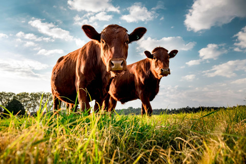 Ilustrasi sapi merah. Foto: Shutterstock