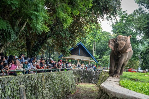 Pengunjung mengamati Gajah Sumatera (Elephas maximus sumatranus) di Taman Margasatwa Ragunan, Jakarta, Kamis (11/4/2024). Foto: Bayu Pratama S/ANTARA FOTO