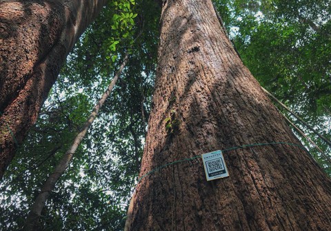 Hutan Tawang Serimbak di Desa Ensaid Panjang, Kab. Sintang, Kalimantan Barat