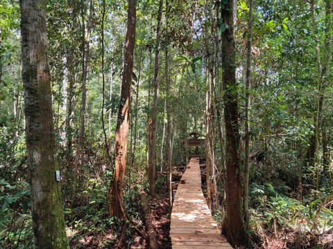 Jalur pejalan kaki di dalam hutan Tawang Serimbak