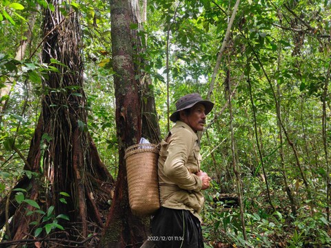 Sembai, warga Desa Ensaid Panjang, meramban di hutan Tawang Serimbak