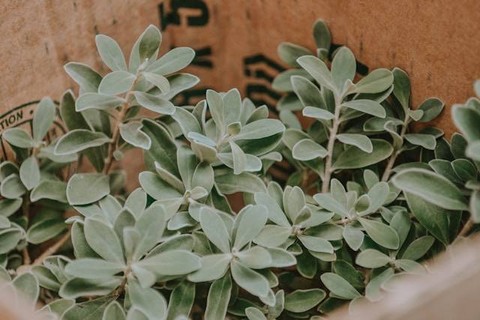 Warna Sage Green Diambil dari Nama Apa? Foto Hanya Ilustrasi. Sumber Foto: Unsplash.com/Wander Fleur