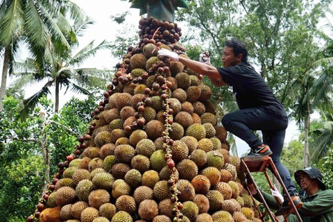Panitia memanjat tumpeng durian setinggi 3 meter dan membagikannya kepada pengunjung secara gratis dengan sistem kupon dalam gelaran International Durio Festival 2024 di Desa Wisata Durensari, Trenggalek, Jawa Timur, Minggu (21/4/2024). Foto: Destyan Sujarwoko/ANTARA FOTO