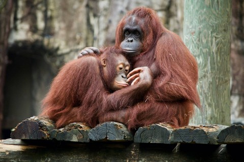 Ilustrasi Orangutan Kalimantan, sumber: unsplash/DanDennis