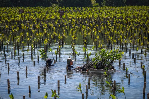 Petugas menanam bibit Mangrove di Taman Wisata Alam Mangrove Angke Kapuk, Jakarta (22/4/2024). Foto: Aditia Noviansyah/kumparan