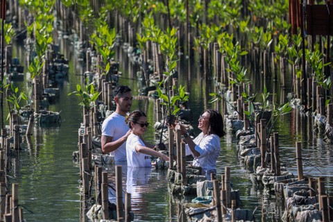 Brand Manager Cole Haan Indonesia, Carissa Holy, (kiri) berbincang dengan Davina Veronica Hariadi (kanan) dan Dino Augusto saat proses penanaman bibit Mangrove di Taman Wisata Alam (TWA) Angke Kapuk, Jakarta, Senin (22/4/2024). Foto: Aditia Noviansyah/kumparan