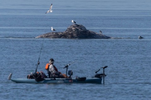 Paus mati terdampar di Pantai Alameda, California, Amerika Serikat. Foto: Reuters/Carlos Barria