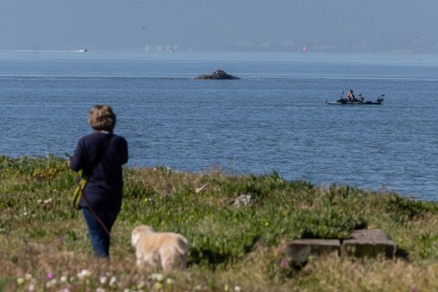 Paus mati terdampar di Pantai Alameda, California, Amerika Serikat. Foto: Reuters/Carlos Barria Foto: Reuters/Carlos Barria