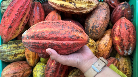 Buah kakao. Foto: Widya Islamiati/kumparan