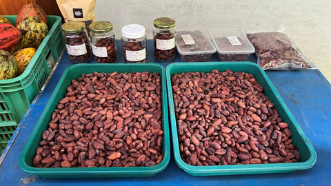 Kakao di Desa Nglanggeran, Gunung Kidul, Yogyakarta, Kamis (2/5/2024). Foto: Widya Islamiati/kumparan