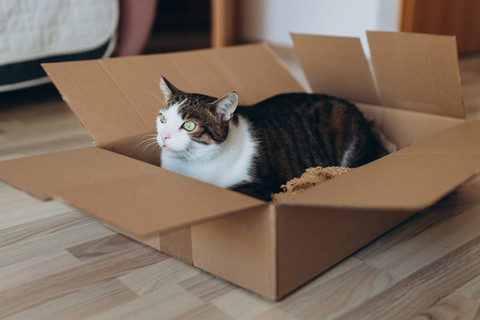 Ilustrasi Bawa Kucing Naik Pesawat. Foto: phM2019/Shutterstock