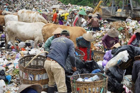 Para pemulung dan sapi di TPA Piyungan. Foto: Arif UT/Pandangan Jogja