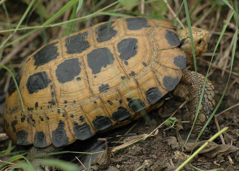 Individu jantan dewasa Indotestudo forstenii dari perbukitan Lembah Palu, Sulawesi Tengah (Foto: Awal Riyanto)