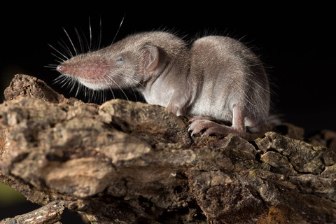 Tikus Etruria dengan nama ilmiah Suncus etruscus. Foto: Shutterstock
