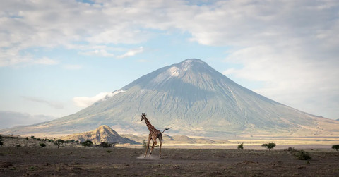 Ol Doinyo Lengai berada di wilayah Arusha di Tanzania, yang merupakan pusat keanekaragaman, termasuk gajah, macan tutul, kuda nil, dan jerapah. Foto: Yehonatan Richter Levin/Shutterstock