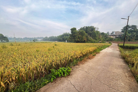Suasana lanskap persawahan di kawasan Setu, Bekasi, Minggu (12/5/2024). Foto: Iqbal Firdaus/kumparan