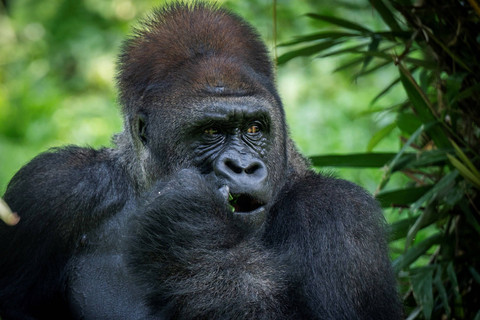 Seekor Gorila dataran rendah (Gorila beringei graueri) bernama Kombu memakan buah-buahan saat perayaan ulang tahun ke-29 di Pusat Primata Schmutzer, Taman Margasatwa Ragunan, Jakarta, Minggu (12/5/2024). Foto: Bayu Pratama S/ANTARA FOTO